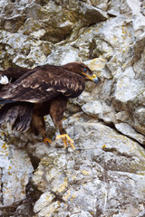 Golden eagle