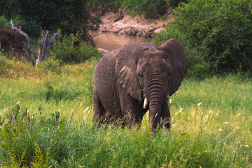 Very big elephant in green savanna. Tarangire, Tanzania