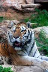 Bengal Tiger