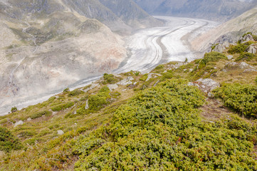 Riederalp, Moosfluh, Bergbahn, Aletsch, Alpen, Aletschgletscher, Gletscher, Bergstation, Alpenrose, Höhenweg, Wanderweg, Wallis, Sommer, Schweiz
