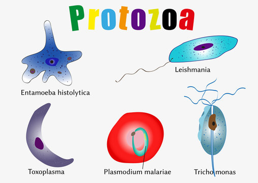 Protozoa  - the causative agents of human diseases