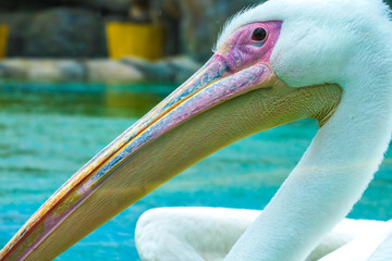 Pelican Bird