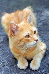 красивый рыжий кот лежит на асфальтированной дороге