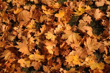 Herbstlaub
