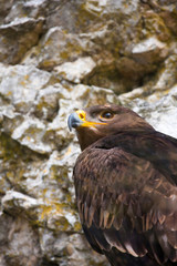 Golden eagle