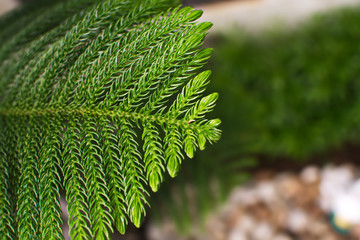 Green leaves isolated from the background of nature.
