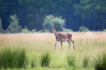Hind walking on meadow