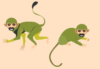 Brazilizn green apes saimiri