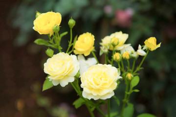 Yellow roses in the garden.