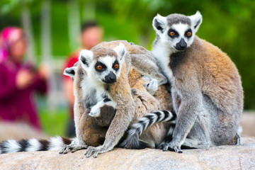 Ring-tailed lemur with her cute babies