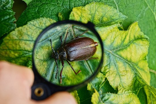 большой коричневый жук на листке под увеличительным стеклом в руке 