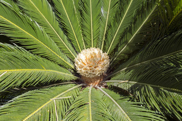 Naklejka na ściany i meble Close up shot of a palm tree