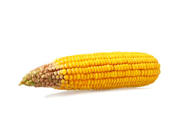 Corn cob isolated on white