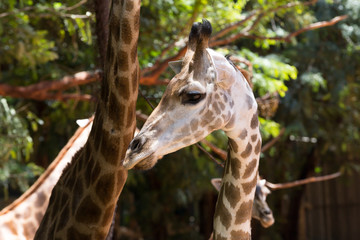 portrait image giraffe in Nakhon Ratchasima Zoo