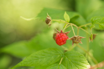 Raspberry Growing On Plant