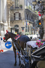 Naklejka na ściany i meble Horses at Quattro Canti in Palermo, Italy