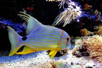Fototapeta na wymiar Tropical fish in aquarium 