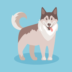 Flat vector illustration. Husky, nice friendly pet. 