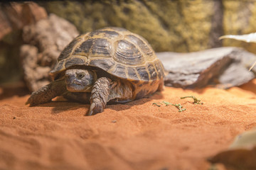 turtle in terrarium