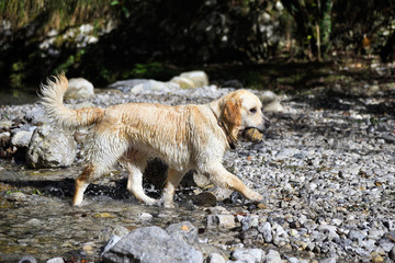 Golden retriever dog playing in lake