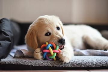 Golden retriever dog puppy playing with toy - obrazy, fototapety, plakaty
