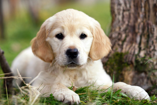 Young golden retriever puppy lying on grass