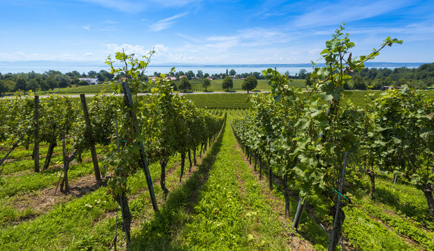 Immenstaad - Lake Constance, Baden-Wuerttemberg, Germany, Europe