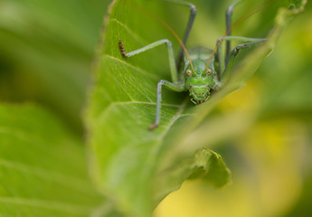Grilo de Sela Perna Longa - Steropleurus pseudolus, camouflage.