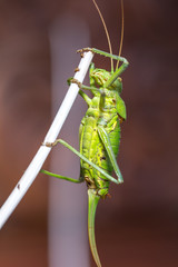 Grilo de Sela Perna Longa - Steropleurus pseudolus, belly details.