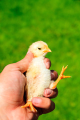 Cute little chicks on the human hand