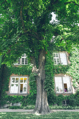 Beautiful window in a wall overgrown by thick green ivy