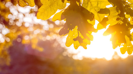 Naklejka na ściany i meble Yellow oak tree leaves in warm sun light. Backlit flares through the foliage.