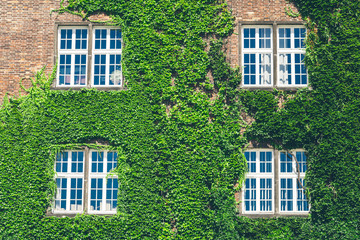 Beautiful window in a wall overgrown by thick green ivy