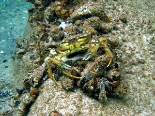 Crab in the Baltic Sea - Germany 