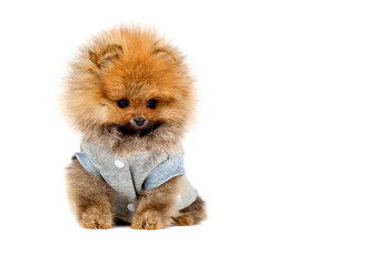 Fototapeta na wymiar Lovely puppy isolated on white background. Place for your signature. Good mood. Beautiful pomeranets.