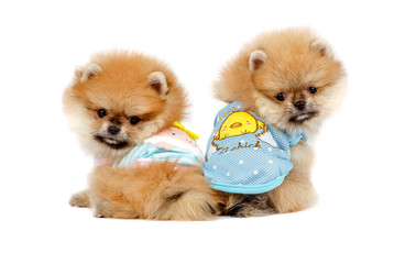 Lovely puppies isolated on white background. Good mood. Beautiful pomeranets.