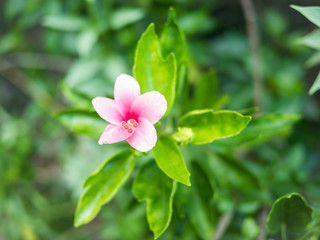 Obraz premium Flowers with nature