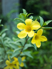 Flowers with nature