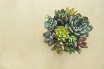 Top view flowering  succulent plants pot on wooden table