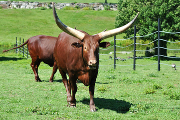 Brown Long Horn Bull in a Grassy Field