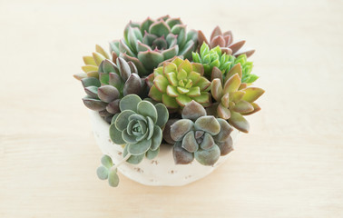 Top view succulent plants pot on wooden table