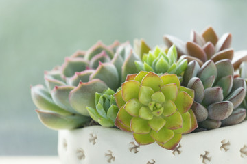 Top view flowering succulent plants pot on wooden table