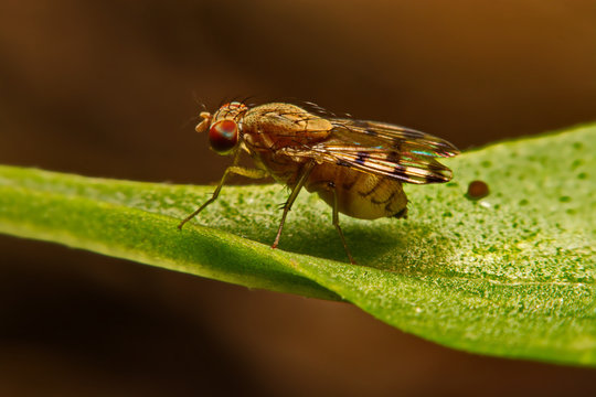 Close up fly (Drosophila melanogaster) in nature
