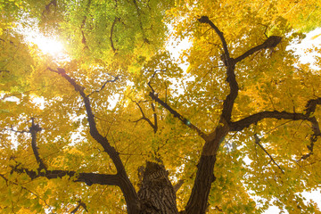 Green and yellow fall leaves of Ginkgo Biloba, Maidenhair trees in autumn at Japan