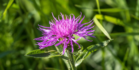 Violette Flockenblume