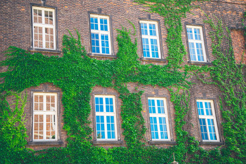 Beautiful window in a wall overgrown by thick green ivy