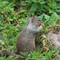 Squirrel eating among the plants