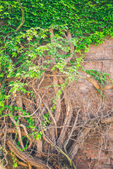 Beautiful window in a wall overgrown by thick green ivy
