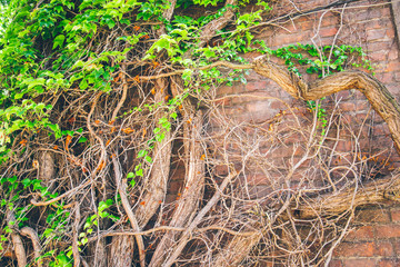 Beautiful window in a wall overgrown by thick green ivy