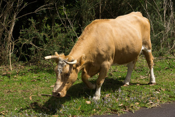Mucca che pascola ai bordi della strada